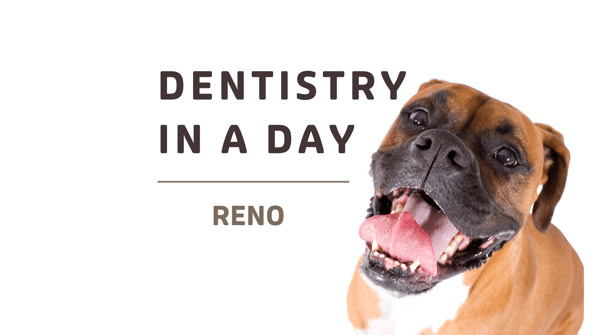 Veterinary Dentistry Specialists — Center of Excellence In Person VDS